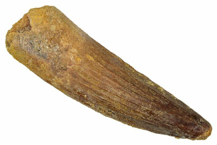 Fossil Spinosaurus Tooth - Real Dinosaur Tooth #340678